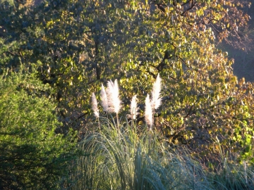 Botanical Garden